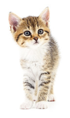 Kitten on white background.