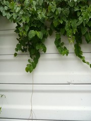 wall
