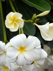 Frangipani flower