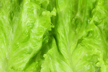 Green lettuce leaves, background.