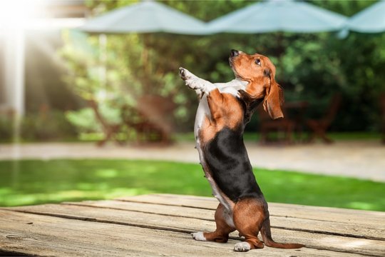 Dog.