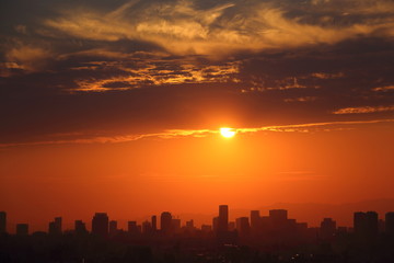 Fototapeta premium flowers