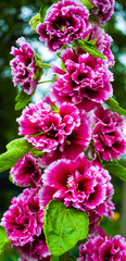 hibiscus. Blur Red Hibiscus Flower. mallow