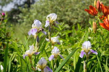 Garden flowers