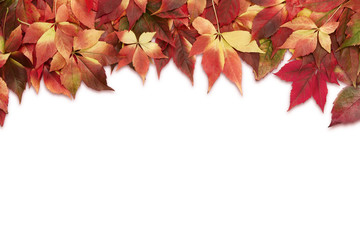 Autumn background, colorful leaves isolated on white background