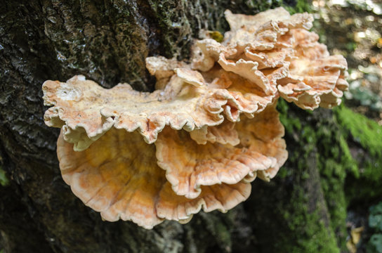 Fungus on old tree trunk
