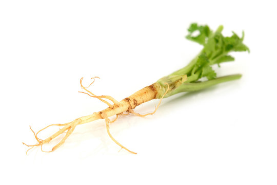 Close up coriander root on white