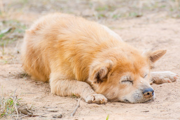 Relaxing sleeping dog