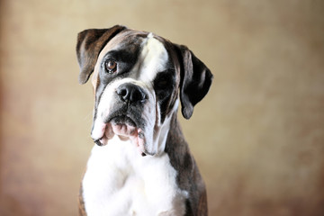 Deutscher Boxer im Studio