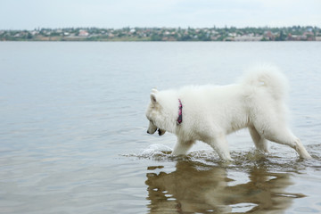 Fluffy samoyed dog in water on river bank