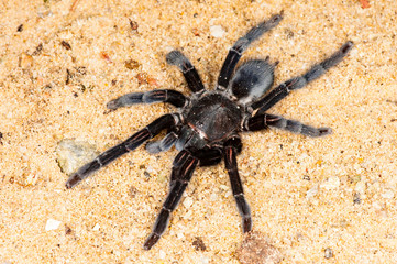 Selenocosmia javanensis tarantula
