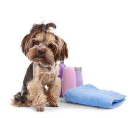 Little funny dog with towel isolated on white