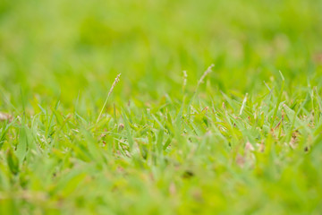 Lush grass and flowers Clear.