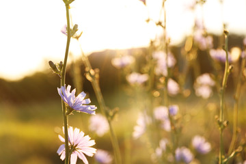 Wildflowers on field