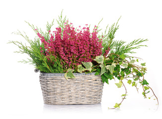 basket with heather