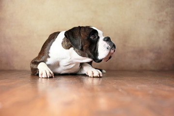 liegender Deutscher Boxer im Studio