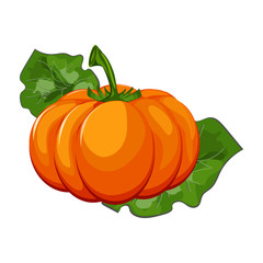 Fresh orange pumpkin isolated on white background