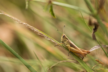 Closeup of a grasshopper on a grass blade 