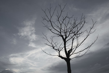 Dead trees gray sky in the evening.