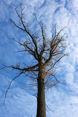 Fototapeta na wymiar Naked branch of autumn oak against a sky with clouds.