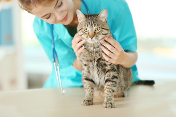 Veterinarian doctor checking cat at a vet clinic