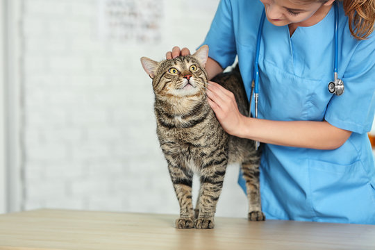 Veterinarian doctor checking cat at a vet clinic