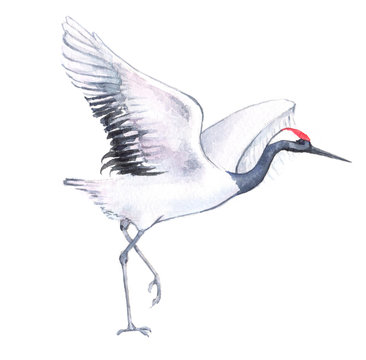 Hand-drawn watercolor drawing of the Japanese dancing crane. Illustration of the bird isolated on the white background