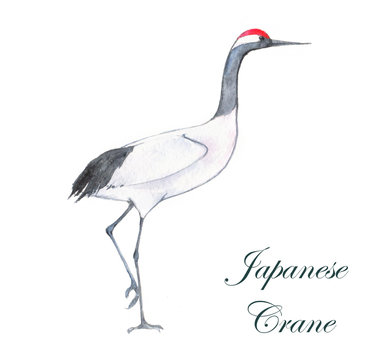 Hand-drawn watercolor drawing of the Japanese crane. Illustration of the bird isolated on the white background