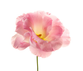 Obraz na płótnie Canvas Pink eustoma flower isolated on white