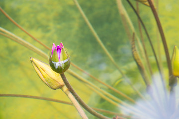 Two purple Lotus in the bath the morning sun.