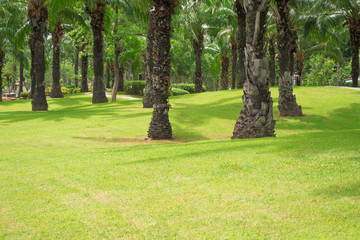 Obraz premium Palm trees and lawns in the evening.