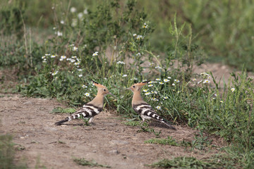 Naklejka na ściany i meble A pair of hoopoes, which feeds on a dirt road