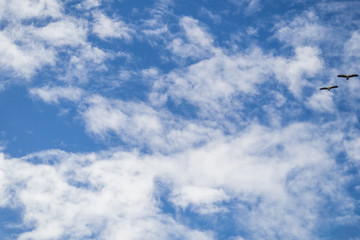 Birds fly in the sky on a cloudy day.