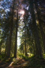 Obraz premium Bosco di Braies