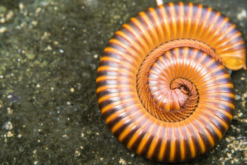 Millipede curled up on the ground.