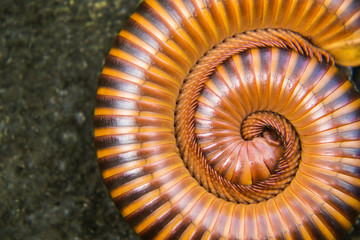 Millipede curled up on the ground.