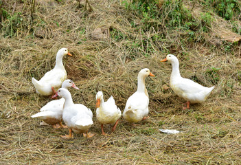 farm nature white duck rural at vietnam with straw background