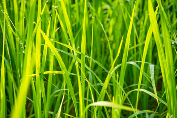 Grass with dew caught.