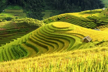 Cercles muraux Campagne Cultivation in vietnam Rice fields terraced  prepare harvest