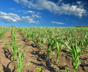 Fototapeta premium Cornfield with Clouds on Bright Summer Day