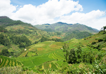 Fototapeta premium Agriculture Green Rice fields and rice terraced on mountain at SAPA, Lao Cai, Mu Cang Chai, Vietnam. The most of area is rice terraced. nature and landscape rice fields