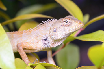 Oriental garden lizard (Calotes versicolor juvenile)