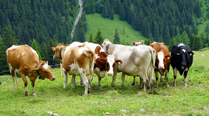Obraz premium Cows on the green grass
