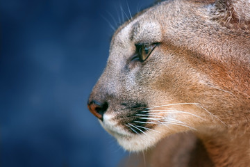 Beau portrait de puma se bouchent sur fond bleu