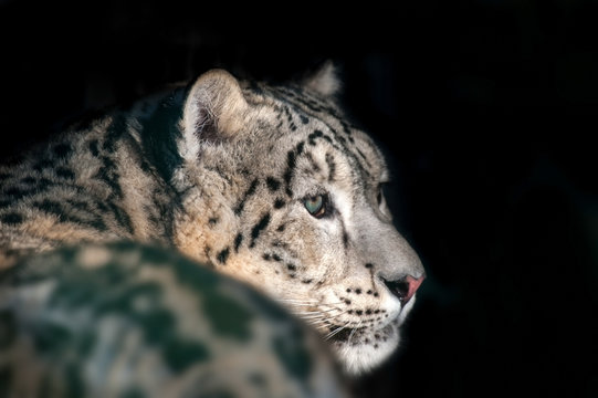 Snow leopard portrait outdoor isolated  on black background