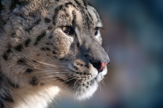 Snow leopard portrait outdoor in winter day