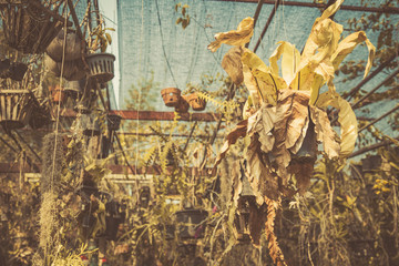 dry garden, died plant effect from global warming temperature change too hot.