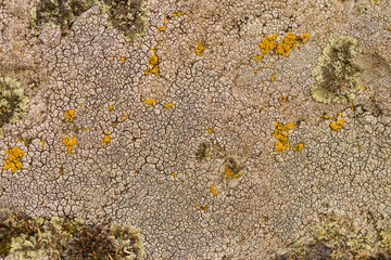 Bright and dark lichen. /light and dark lichen on the stone. close-up, macro.