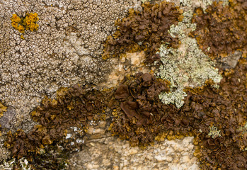 Bright and dark lichen. /light and dark lichen on the stone. close-up, macro.