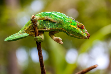 Caméléon Panthère  Caméléon Panthère mâle à l'île de la Réunion © jeanmi974